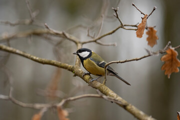 A small Great Tit bird sits perched on a thin tree branch, surrounded by dry leaves in a forest setting. The bird's yellow and black feathers stand out against the muted background