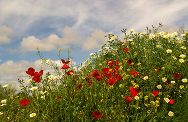 Red poppies and daisies blooming in spring. Bright floral background suitable for creative projects.