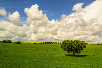 Scenic minimal landscape with oak trees in open fields. Calm outdoor background suitable for design.