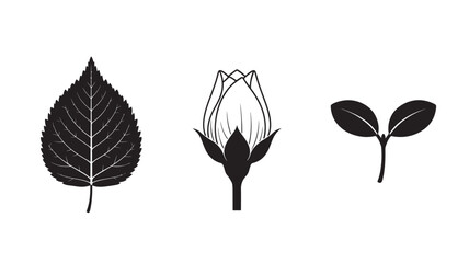 Black and white botanical illustrations of leaves and flowers in minimalist style on white background for graphic design
