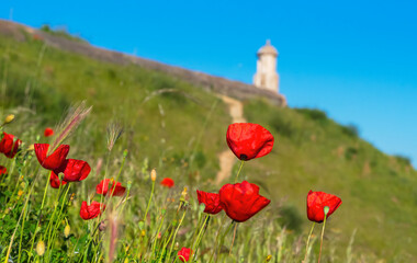 Scenic pathway toward historic architecture surrounded by blooming poppies. Peaceful spring atmosphere.