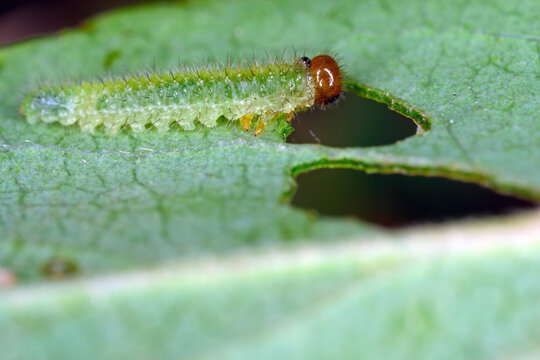Bristly rose slug, Cladius difformis. Larwa of sawfly on a damaged rose leaf in the garden.