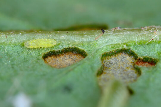 A young pest larva on a leaf with eaten tissue fragments. Larwa of sawfly on a damaged rose leaf in the garden.