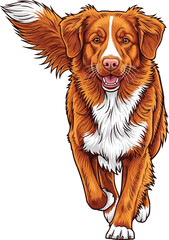 Nova Scotia Duck Tolling Retriever dog running forward cheerful movement