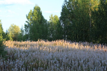 fireweed thickets in the forest on a sunny day in late summer