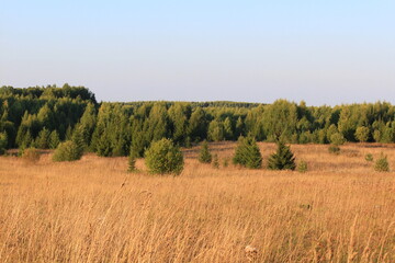 Dry yellow grass in the green forests of northeastern Europe on a sunny summer day in late summer
