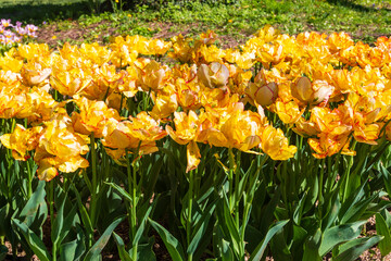 Beautiful yellow double tulips on flowerbed in a garden