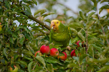 Yellow-headed amazon parrot eating apple on apple tree in Stuttgart, Germany