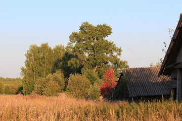 old houses on the edge of a forest in an abandoned village on a sunny day in late summer