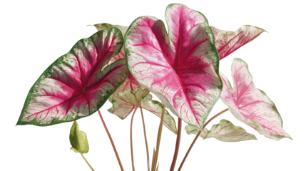 Caladium: An overhead shot showcases the exquisite, heart-shaped leaves of a Caladium plant. Each leaf, a canvas of vibrant hues and intricate patterns, evokes a sense of natural artistry.