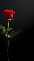 Vibrant Red Rose with Water Droplets on Stem and Petals Against Black Background