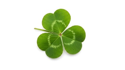Clover isolated on white background, Saint Patrick’s Day symbol. With shadow. AI GENERATED.
