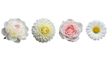 Beautiful white flowers and pink rose isolated on white background