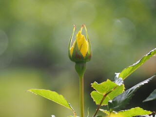 黄色いバラ　フリージア　つぼみ