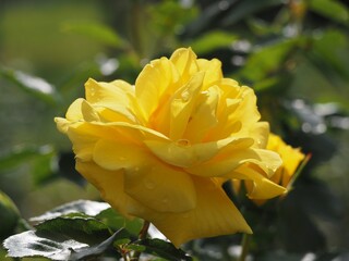 黄色いバラ　フリージア