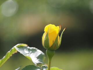 黄色いバラ　フリージア　つぼみ