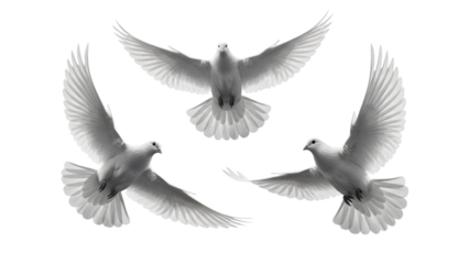 Three white doves flying isolated on transparent background