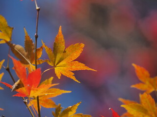 紅葉(autumn leaves)