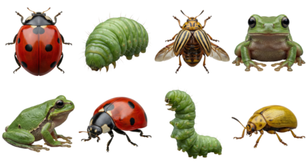 Collection of Insects and Amphibians: Ladybug, Caterpillar, Beetle, Frog