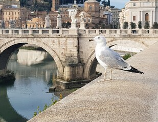Seagull on the Ponte Sant Angelo in Rome, Italy