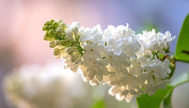 Close-up of White Lilac Flowers in Springtime Sunlight.