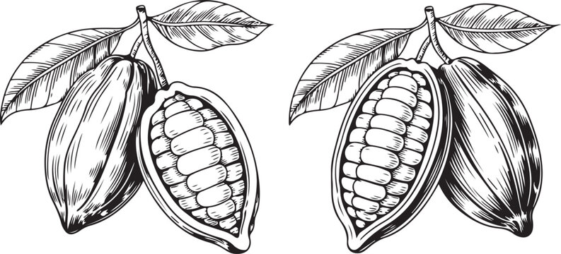 Engraved cocoa bean branch with leaves set in woodcut style isolated on transparent background for chocolate packaging branding