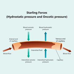 Starling Forces Diagram: Mechanism of Fluid Exchange in Capillaries via Hydrostatic and Oncotic Pressure