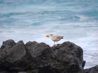 CLOSE UP: A lone seagull with breadcrumb in its beak stands perched on dark, rugged volcanic rock, overlooking the turbulent ocean on a cloudy day. Quiet moment of wildlife in raw coastal environment.