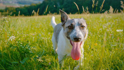DOF, PORTRAIT, CLOSE UP: Happy dog with its tongue out walks through tall grass on scenic hillside meadow. Lovely mixed breed dog shows contentment and enjoyment while running and playing outdoors.