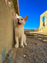PORTRAIT, CLOSE UP: Small, white kitten with orange patches sits in a sandy alleyway, looking up with its mouth open licking its lips. Adorable little stray cat found on a village street in Morocco.