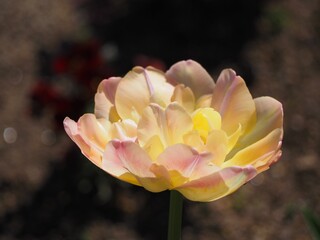 八重咲きのチューリップ　クリームアップスター