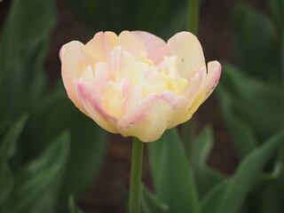 八重咲きのチューリップ　クリームアップスター