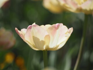 八重咲きのチューリップ　クリームアップスター