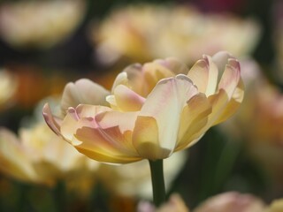 八重咲きのチューリップ　クリームアップスター