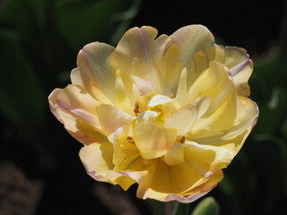 八重咲きのチューリップ　クリームアップスター