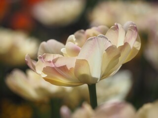 八重咲きのチューリップ　クリームアップスター