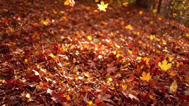 Forest Floor Vortex leaf swirl autumn Wide shot encompassing a patch of swirling leaves A mesmerizing, close up shot capturing a dynamic swirl of dry autumn leaves on a sun dappled 
