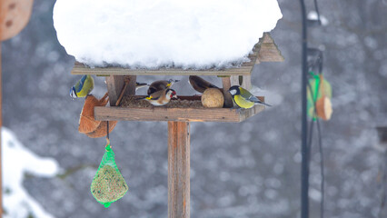 CLOSE UP: Several small colorful songbirds gather around a wooden birdhouse covered in snow. European goldfinches and great tits feed on seeds and suet. Lively wildlife scene in snowy winter garden. © helivideo