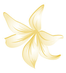 Yellow flower petal natural botanical drawing with soft translucent look