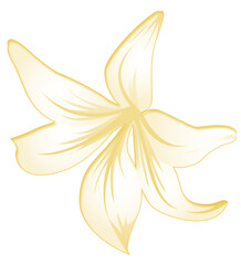 Yellow flower petal minimalist botanical illustration with soft natural floral design