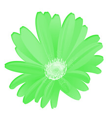 Green daisy flower close up with glowing petals and natural texture