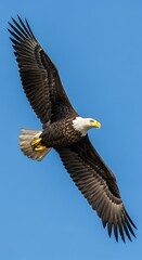Obraz premium Bald Eagle in Flight - Majestic Bird Soaring Through the Sky.