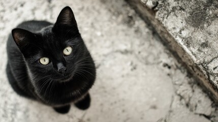 Cute black cat with yellow eyes sitting on concrete floor looking up
