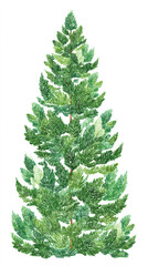 Fototapeta premium Minimalist green pine tree watercolor illustration, festive evergreen plant on clean white background, fresh nature holiday mood
