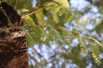 Tree Bark and Green Leaves with Soft Bokeh