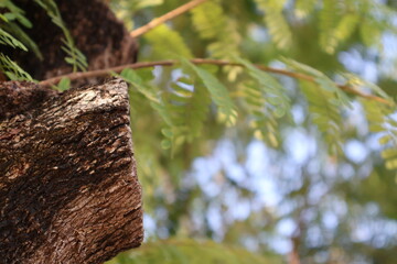 Tree Bark and Green Leaves with Soft Bokeh