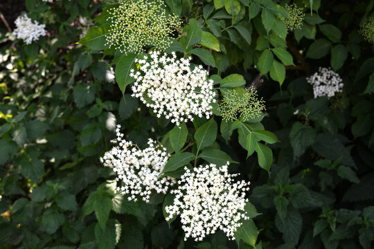 Closed buds and white flowers in the leafage of golden elderberry in mid June