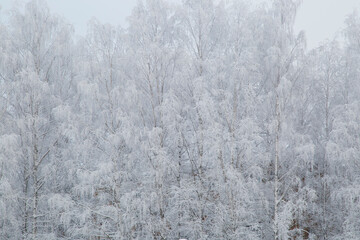 Frost on the trees. Frost in the city park.