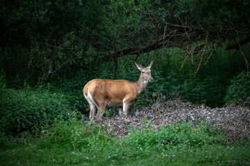 Red deer (scientifically Cervus elaphus), female with cub.