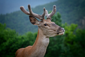 Obraz premium Red deer (Cervus elaphus). Young male red deer, the largest wild herbivore in Abruzzo, Italy. 